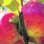 Fruit such as apples are among the many products that Wild Country Gardens has added to its freeze-dried line-up. | Wild Country Gardens photo