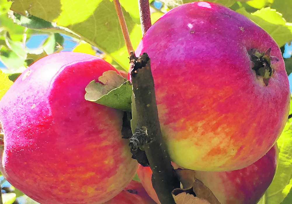 Fruit such as apples are among the many products that Wild Country Gardens has added to its freeze-dried line-up.  |  Wild Country Gardens photo