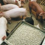 Going without feed could have both long-term and short-term effects for pigs, so even occasional feed outages should be avoided. | File photo