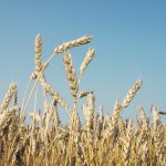 "I think you're probably going to be looking at better pricing opportunities here in the future," said MarketsFarm analyst Bruce Burnett. | File photo