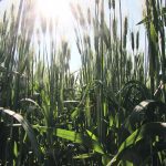 Researchers studying the competitive nature of domesticated crop plants conducted field tests involving a population of durum introgression wheat lines where each line mostly carried the genes of a modern durum cultivar with a few genomic regions coming from wild emmer wheat, the direct progenitor of modern wheat. | File photo