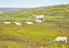 Satellite-derived models that indicate grass growth could reduce the time ranchers spend assessing fields and recording grass measurements.  |  Mike Sturk photo