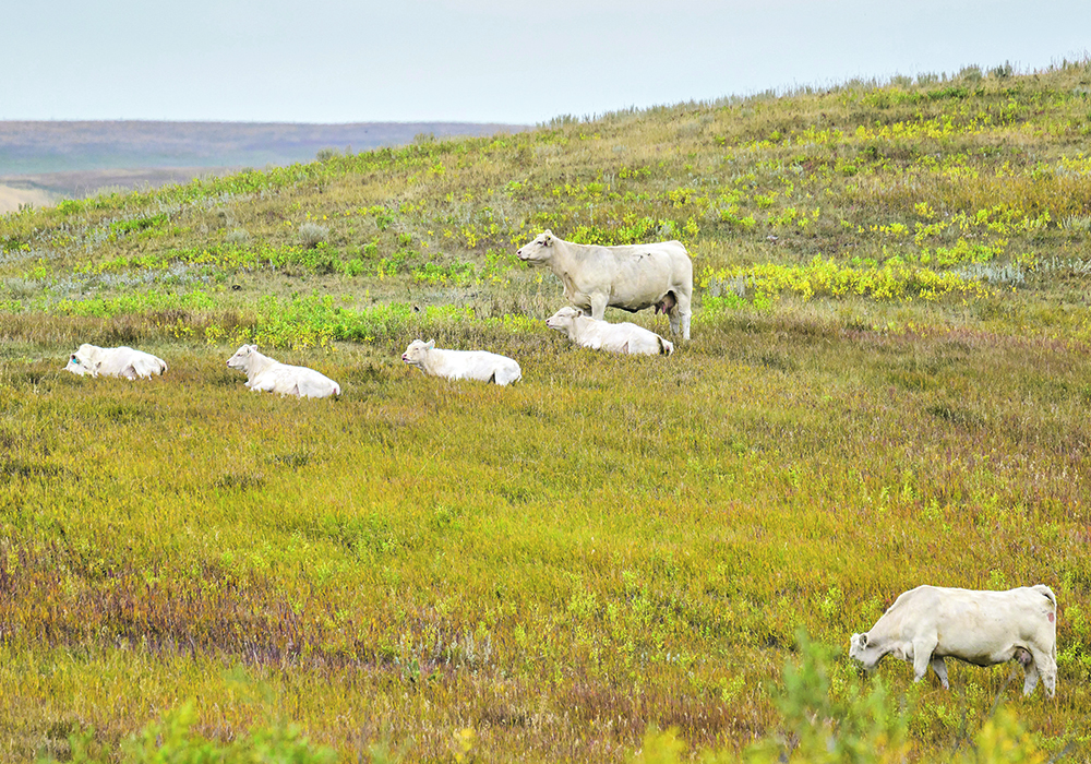 Satellite-derived models that indicate grass growth could reduce the time ranchers spend assessing fields and recording grass measurements.  |  Mike Sturk photo