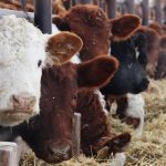 BRD is the most common reason for administering antimicrobial drugs to cattle and is probably one of the most important economic diseases of beef cattle in North America. | File photo