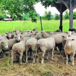 Century Lane Farm near Ashton, Ont., hopes to be able to export sheep and frozen semen to Colombia in the future. | Photos courtesy of Century Lane Farm