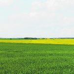 Spring wheat yields have increased 28 percent in the last decade, while canola takes it slow. | Getty Images