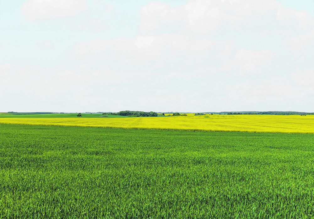 Spring wheat yields have increased 28 percent in the last decade, while canola takes it slow. | Getty Images
