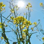 Breeding canola to handle more heat at flowering is one of the major long-term innovations that the industry hopes will help increase yields. | File photo