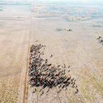 Cattle were recently on the move at Walker Farms near Borden, Sask. | Nathan Jones photo