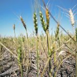 Agricultural powerhouse Argentina is a key global exporter of wheat and the world’s third-biggest corn exporter, but a historic drought severely hit the previous 2022-23 crops. | Reuters photo