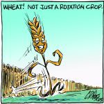King Wheat regains crown from former Cinderella crop