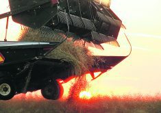 Canola is harvested under a setting sun.  |  Becky Zimmer photo