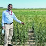Raja Ragupathy, an Agriculture Canada plant breeder in Lethbridge, has been working to revive a small breeding program in Canada. | Agriculture Canada photo