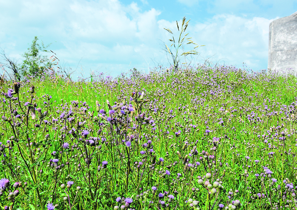 Herbicides on grazing lands are one way to deal with Canada thistle, but an integrated pasture management plan is required.  |  Michael Robin photo