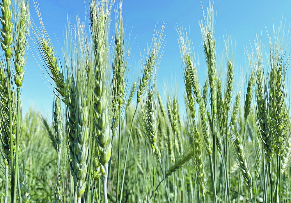 Strong demand for spring wheat combined with supply problems in key export markets would suggest that the crop is undervalued, analysts say.  |  File photo