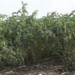 "There are reports that this year's harvest in Canada was dominated by small caliber product," Stat Publishing editor Brian Clancey wrote in a recent article. | Screencap via saskpulse.com
