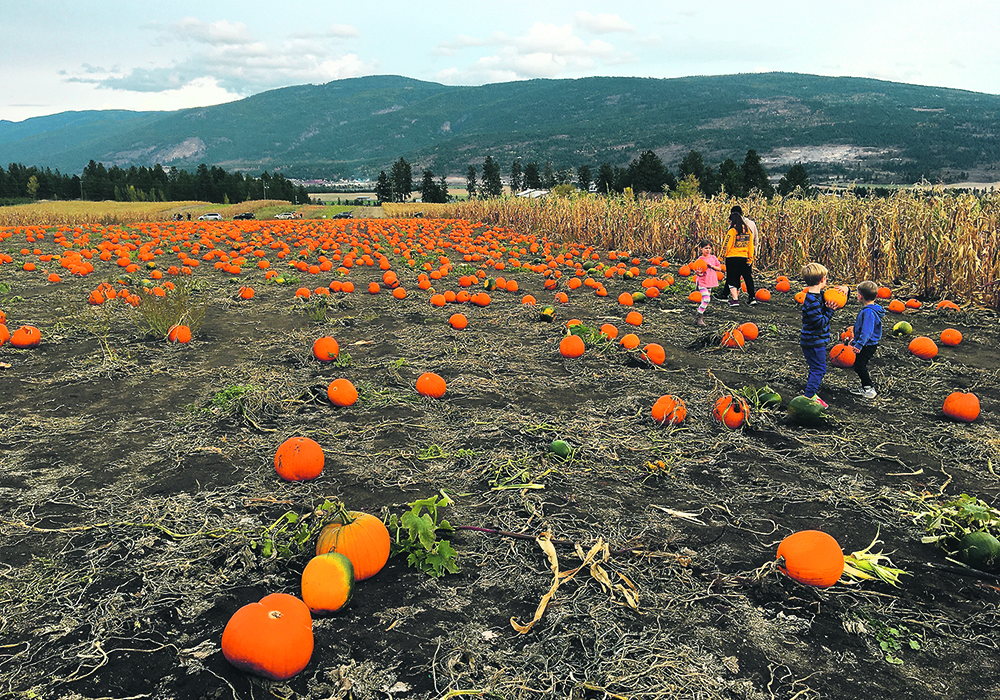 Children are particularly welcome at the Pumpkin Patch near Armstrong, B.C. | Irene Morck photo