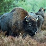 The dispute over the bison, also known as wisents, has pitted the forestry industry against environmentalists and conservationists. The herd roams in the Westphalia region of central Germany. | Screencap via ebcc.wisent.org