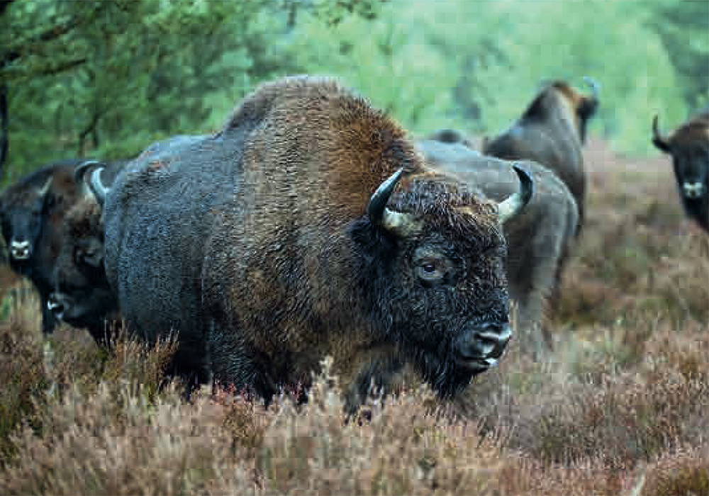 The dispute over the bison, also known as wisents, has pitted the forestry industry against environmentalists and conservationists. The herd roams in the Westphalia region of central Germany. | Screencap via ebcc.wisent.org