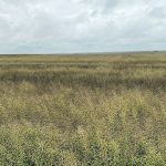 A canola field in central Saskatchewan has developed a blackish hue that a federal plant pathologist says is sooty mould rather than the more problematic blackspot. | Amanda Smith/Horizon Fertilizer photo