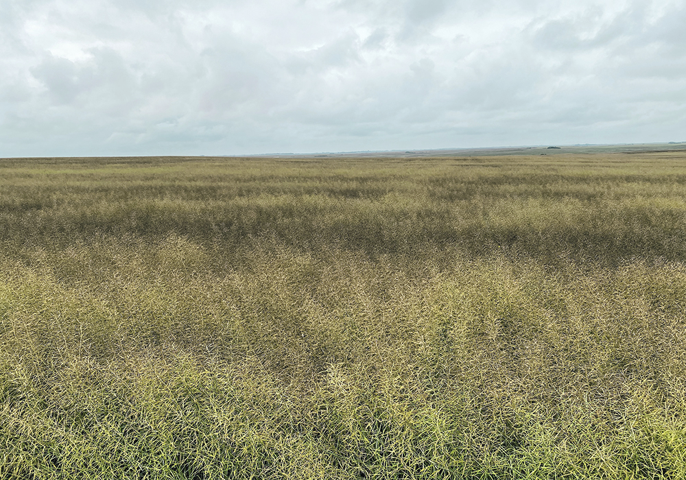 A canola field in central Saskatchewan has developed a blackish hue that a federal plant pathologist says is sooty mould rather than the more problematic blackspot.  |  Amanda Smith/Horizon Fertilizer photo