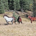 The Feral Horse Management Framework is aimed at more than 1,400 free-roaming horses within the Eastern Slopes of Alberta’s Rocky Mountains. | Wild Horses of Alberta Society photo