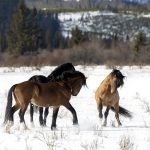 The inflated numbers in the Sundre Equine Management Zone place the population near a level where action must be taken to prevent it from further increasing, says Darrell Glover, president of the Help Alberta Wildies Society (HAWS). | Screencap via helpalbertawildiessociety.com