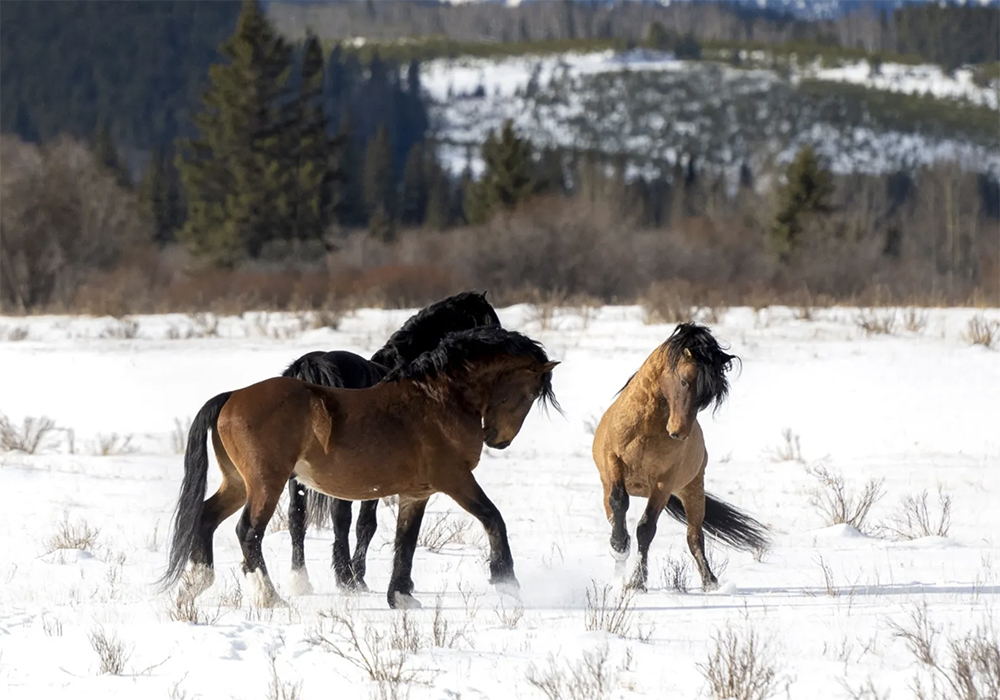 The inflated numbers in the Sundre Equine Management Zone place the population near a level where action must be taken to prevent it from further increasing, says Darrell Glover, president of the Help Alberta Wildies Society (HAWS). | Screencap via helpalbertawildiessociety.com