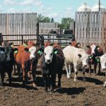 The use of animals in research in Canada is strictly controlled by the Canadian Council on Animal Care, and compliance with its rules is required by major research funding organizations, including the federal government. | File photo