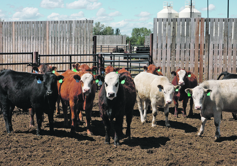 The use of animals in research in Canada is strictly controlled by the Canadian Council on Animal Care, and compliance with its rules is required by major research funding organizations, including the federal government.  |  File photo