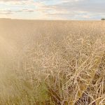 FBN is providing its digital farm business management platform, called Gradable, which allows growers to submit their sustainability information. The company then translates it into "outcomes and claims" that will be passed down the supply chain. In Canada, the information will be used to calculate a carbon intensity score for canola. | File photo