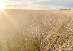 FBN is providing its digital farm business management platform, called Gradable, which allows growers to submit their sustainability information. The company then translates it into "outcomes and claims" that will be passed down the supply chain. In Canada, the information will be used to calculate a carbon intensity score for canola. | File photo