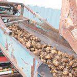 It was a good year for potato farmers in Alberta. | File photo