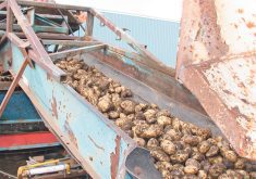 It was a good year for potato farmers in Alberta. | File photo