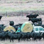 David Payne rolls out bales of green feed for cattle at the Tongue Creek Ranch northwest of Longview, Alta., Oct. 12. | Mike Sturk photo