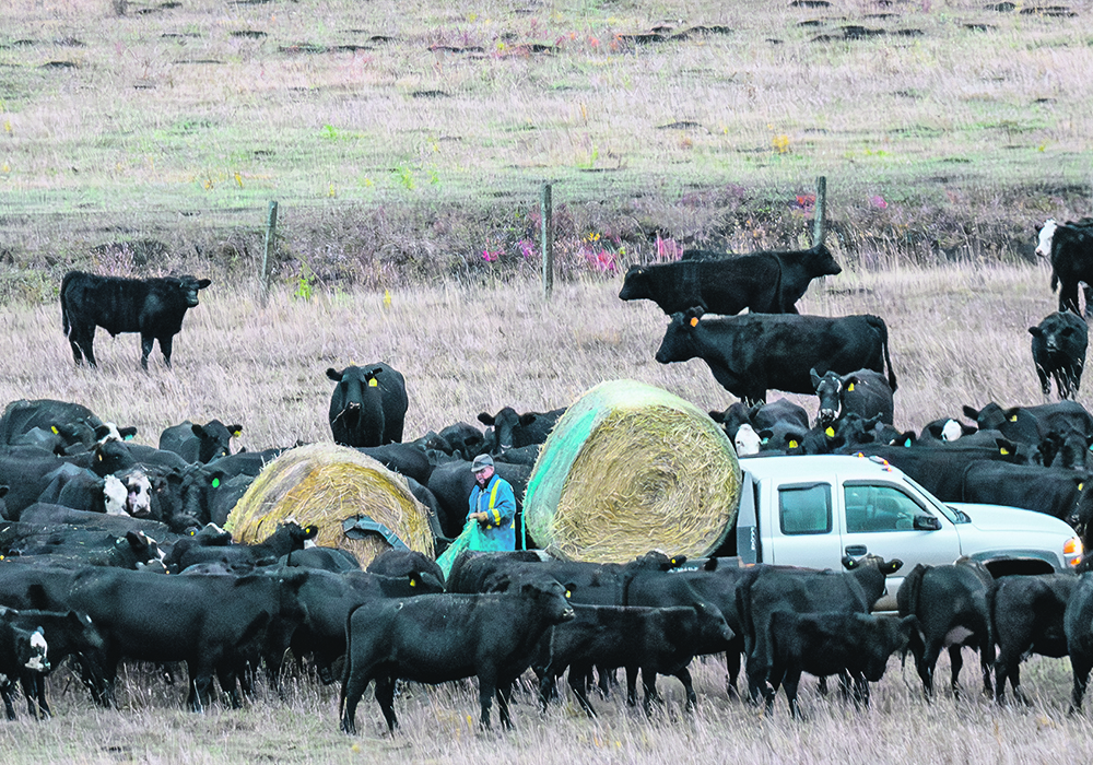 David Payne rolls out bales of green feed for cattle at the Tongue Creek Ranch northwest of Longview, Alta., Oct. 12.  |  Mike Sturk photo