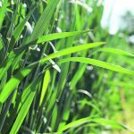 A monthly survey of farmers and agribusinesses has found that plantings of winter wheat in the United States for 2024 could be 36 million acres, down roughly two percent from a year ago. | File photo