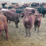 Current beef cattle numbers show just how cutthroat the coming fight will be. | File photo