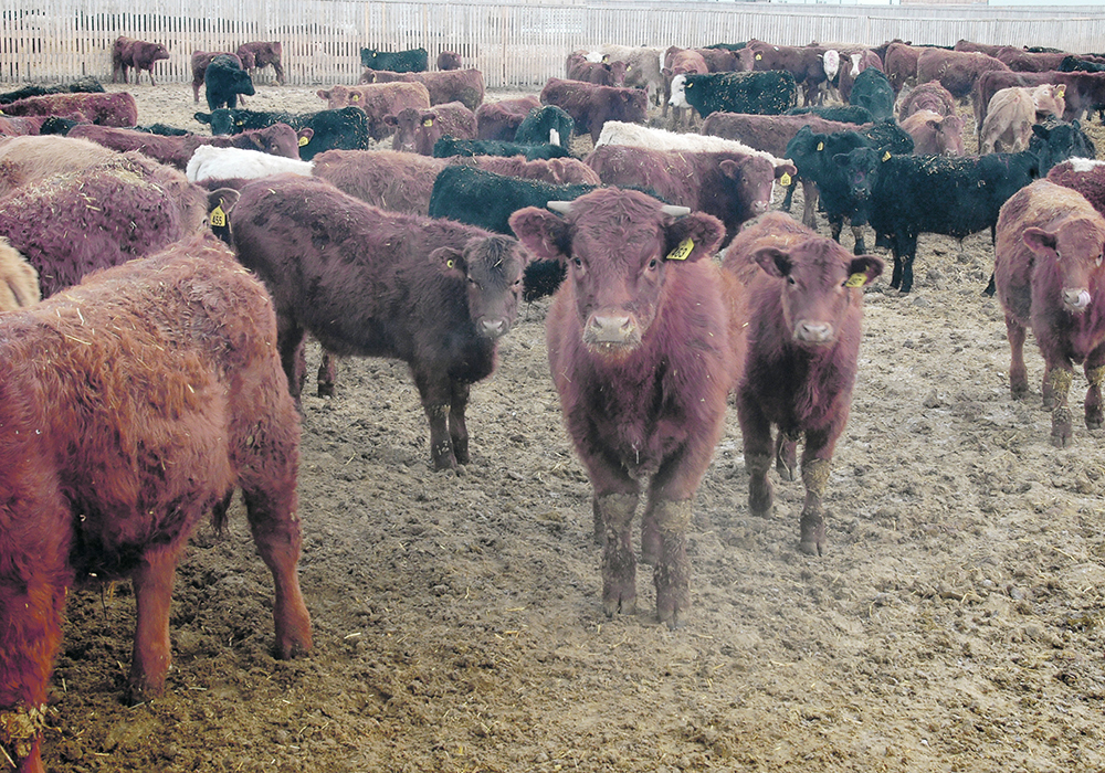 Current beef cattle numbers show just how cutthroat the coming fight will be. | File photo