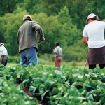 “The vast majority of employers using the TFWP respect workers’ rights and are found compliant with program rules and guidelines,” says an Employment and Social Development Canada (ESDC) document that was released in late September. | File photo