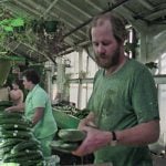 Don Mitchell, general manager of the Churchill Park Greenhouse Co-op, and employee Margaret Fortman sort cucumbers in a still from the National Film Board’s 1982 documentary Everyone’s Business. | NFB photo