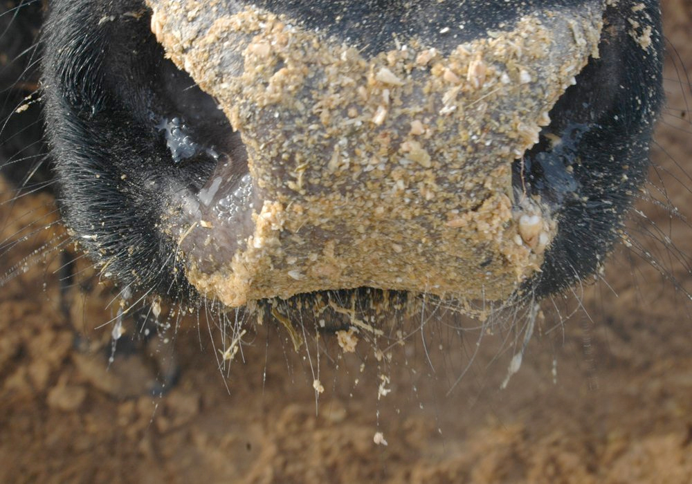Alberta's agriculture minister and a Calgary MP announced aid Oct. 20 for producers hit hard again by another year of drought. | File photo