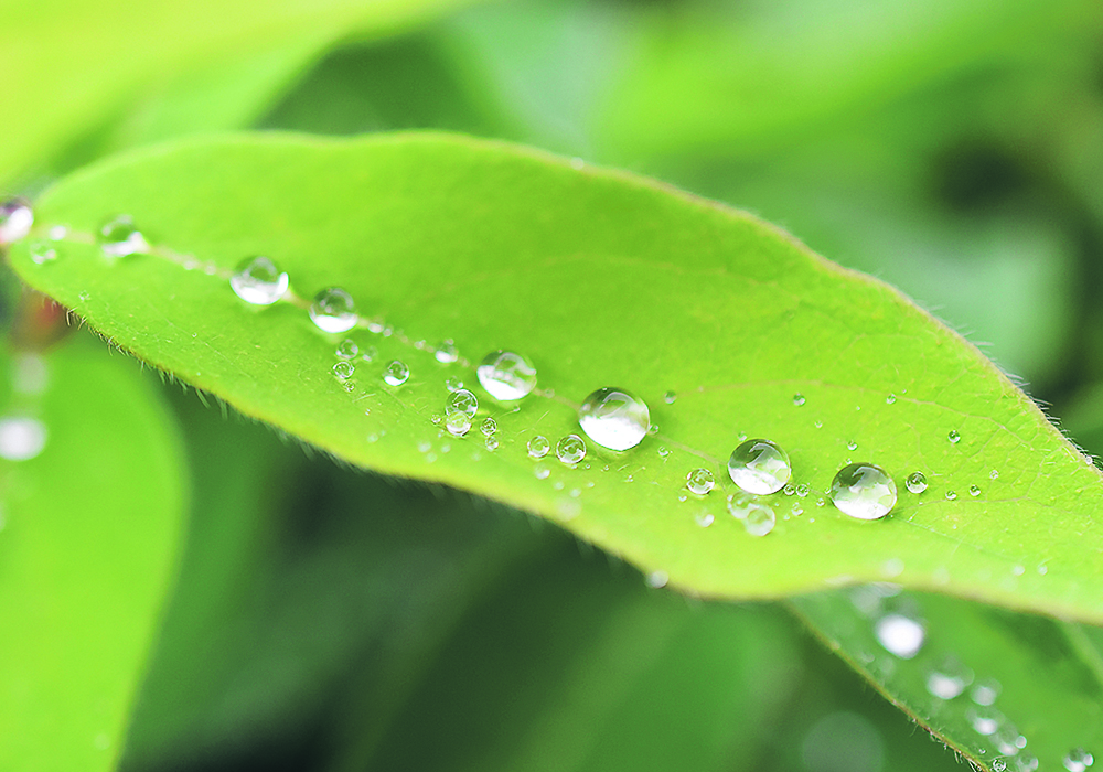 Green leaf with water drops