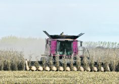 Yields were good as the Eagle Creek Colony near Deerwood, Man., harvested corn mid-month.  |  Jeannette Greaves photo