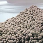 Alberta potato growers harvested 31.4 million hundredweight this year, while 28.3 million cwt. were produced in Manitoba. | File photo