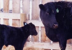 While testing a sample of Angus cows and their offspring, researchers found significant relationships between the cows’ genetic merit and the performance of their calves. | File photo
