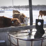 Agriculture Canada and University of Saskatchewan veterinary school researchers are studying feedlot water troughs, hoping the water can tell them what sort of anti-microbial resistant bacteria are present. | File photo