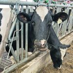 A Canadian camera-based system could evaluate dairy cattle on numerous traits and replace the need for on-farm classification. | File photo