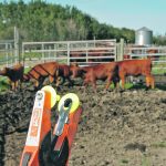 The Canadian Cattle Identification Agency is now handling chain of custody tracking for the Canadian Roundtable for Sustainable Beef’s certifiable sustainable program. | File photo