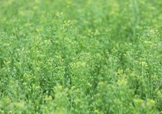 Camelina is a short season crop that matures within 85 to 100 days and is both drought and frost resistant.  |  Michael Robin photo